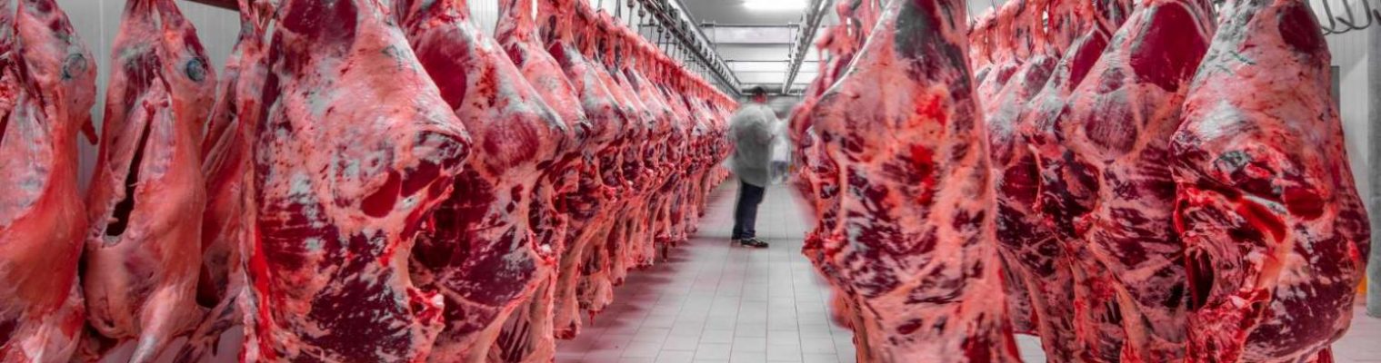 10.15 cattle slaughter